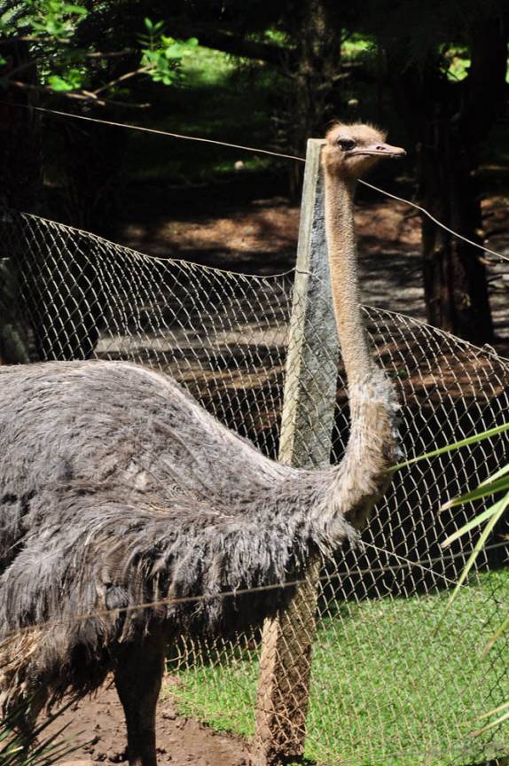 Um sempre curioso avestruz, no parque Lindendorf, em Treze Tilias, em Santa Catarina